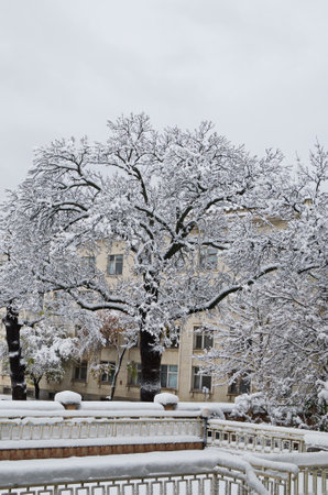 Little snow-drifts on branches with fresh leaves after a blizzard with high winds and heavy snowfallの写真素材