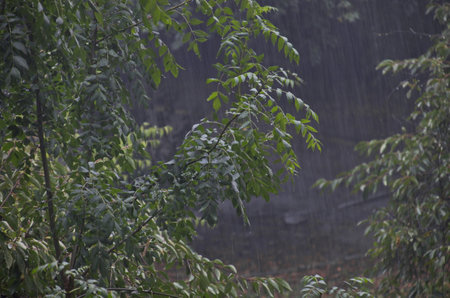 Natural background of heavy  rain falling on crowns of green trees in the garden in summer, Sofia, Bulgariaの写真素材