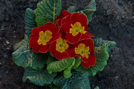 Beautifully blooming primrose with patterned red with yellow trim flowers and green leaves in the garden, Sofia, Bulgariaの写真素材