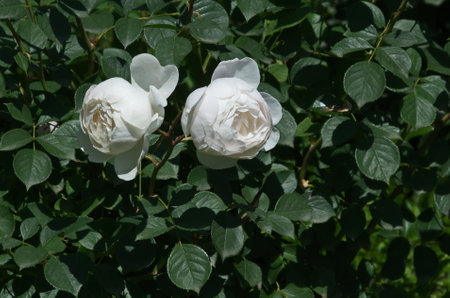View of blooming white roses with leaves in gardenの写真素材