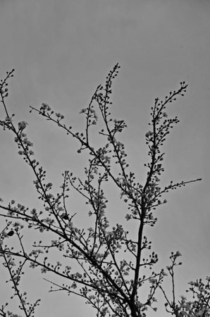 Branches with fresh plum blossom or Prunus domestica in the garden, Sofia, Bulgariaの写真素材
