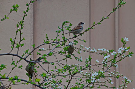 A sparrow rests on a branch with fresh bloom  of plum-tree or Prunus domestica flower in the garden, Sofia, Bulgariaの写真素材