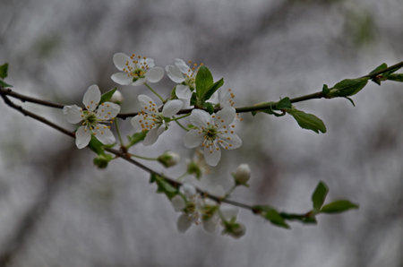 Branch with fresh bloom  of plum-tree  or Prunus domestica flower in garden, Sofia, Bulgariaの写真素材