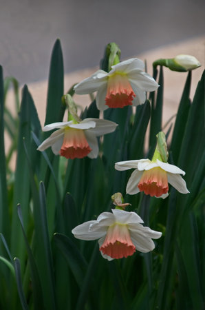 A view of a white spring daffodil or narcissus with a pink heart in bloomの写真素材
