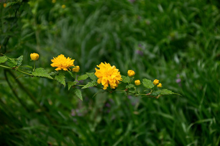 Flowering of a dwarf sunflower plant in a gardenの写真素材