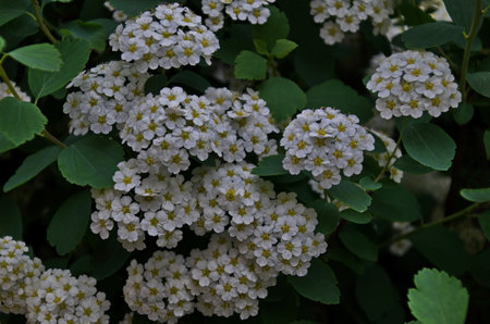 White blossom of Spiraea canescens shrub, selective focus, Sofia, Bulgariaの写真素材
