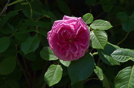 Part of a rose garden with beautiful bushes with pink flowers, Sofia, Bulgariaの写真素材