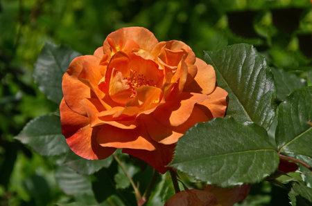 Part of a rose garden with beautiful bushes with orange flowers, Sofia, Bulgariaの写真素材