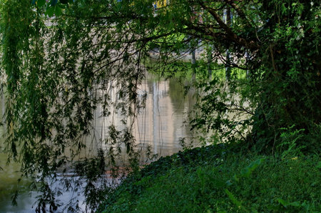 Spring with fresh branches of White Willow or Salix alba, beautiful tree on the shore of Lake Ariana, Sofia, Bulgariaの写真素材