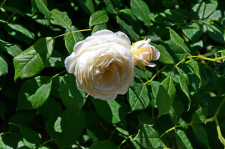 Part of a rose garden with beautiful bushes with colorful yellow and white flowers, Sofia, Bulgariaの写真素材