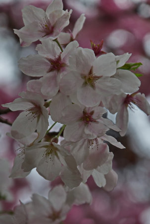 Blooming  branch of Japanese cherry with beautiful spring flowers, Sofia, Bulgariaの写真素材