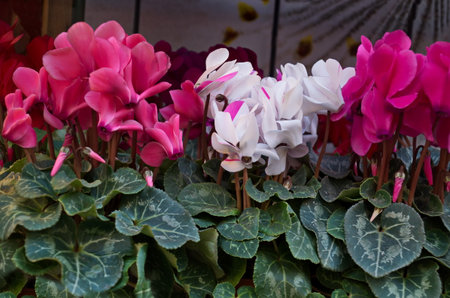 A set of beautifully blooming cyclamen with white, red, pink flowers and green leaves, decorating the living room at home, Sofia, Bulgariaの写真素材