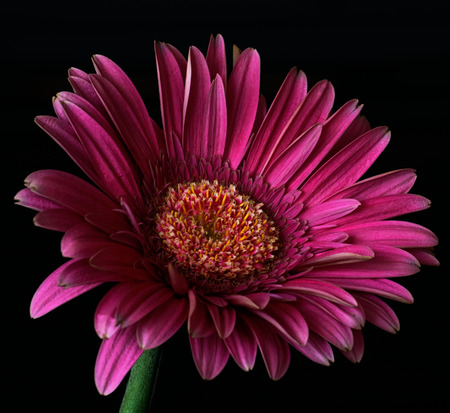 Violet gerbera flower on black background, a genus of plants Asteraceae (daisy family).の写真素材