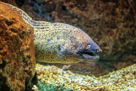 Predatory sea fish muraena.の写真素材