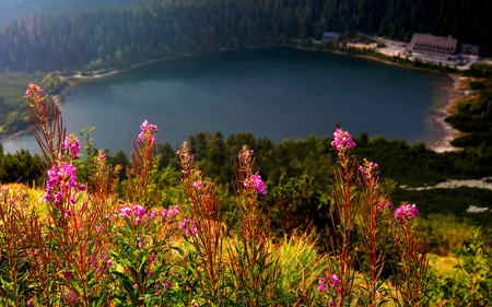 Chamerion angustifolium commonly known as fireweed flowers on blurred background with glacial lake, High Tatras National Park, SLovakia, Europe.の写真素材