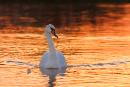 Swan floating on the lake at sunsetの写真素材