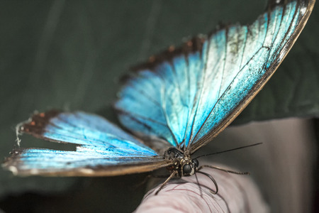 The Peleides Blue Morpho, tropical butterfly.