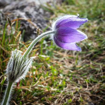 Purple Pulsatilla grandis pasque flower in backlight.の写真素材