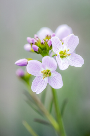 Cardamine pratensis, lady's smock flowering plant.の写真素材