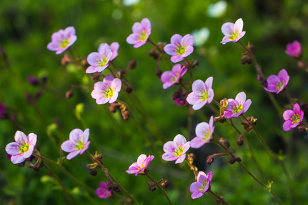 Saxifraga, the stone breaker flowers in the garden.の写真素材