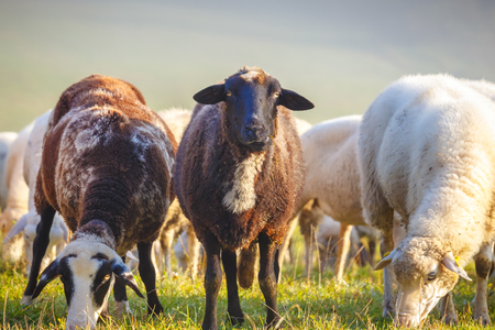 White, spotted and black sheep grazing on the meadow.の写真素材
