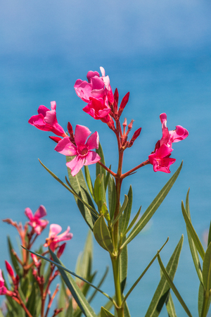 Nerium oleander flowers on a blue sky background.の写真素材