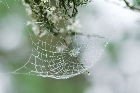 Spider web during Indian summer.の写真素材