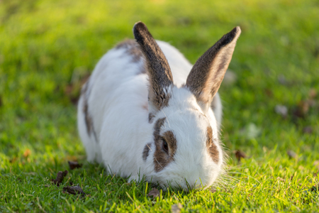 Rabbit grazing on the grass in the garden.の写真素材