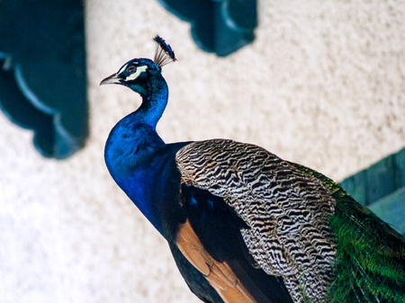 Peacock with raised head in the profile.の写真素材