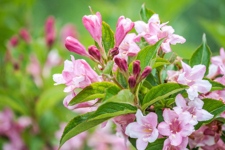 rhododendron flowers on green backgroundの写真素材
