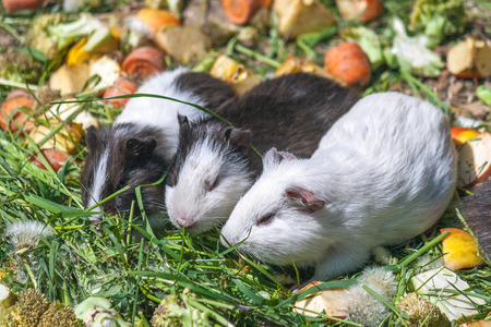 Three Guinea pigs on green grass feeding with vegetables.