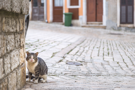 Cat on stone street in the middle of town, Rovinj, Croatia, Europe.の写真素材