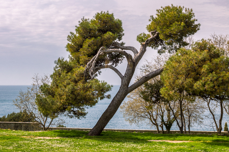 Beautiful tree in a garden on the Adriatic coast in Rovinj, Croatia, Europe.の写真素材