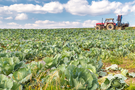 Harvesting cabbage on a field in the countryside during autumn.の写真素材