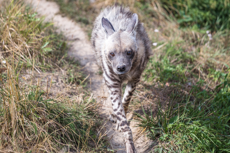 The striped hyena (Hyaena hyaena), wild beast.の写真素材