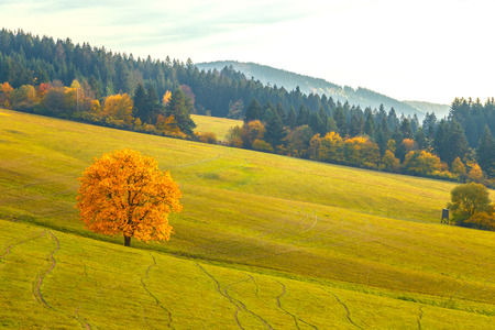 Landscape with a trees in autumn colors, National Nature Reserve Sulov Rocks, Slovakia, Europe.の写真素材