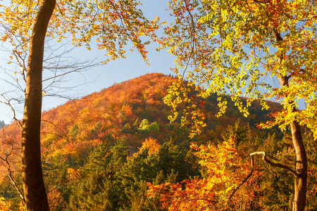 Landscape with a trees in autumn colors.の写真素材