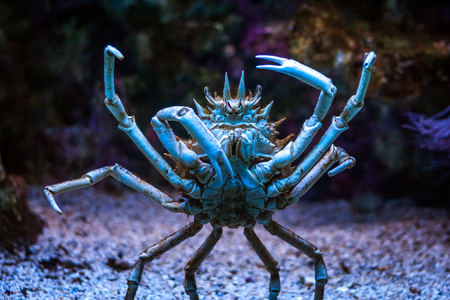 Standing crab in detail view.の写真素材