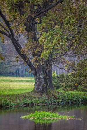 Image of a tree at lake in a park.
