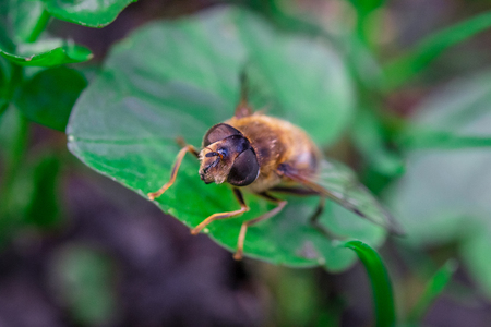 Hoverflies, sometimes called flower flies, or syrphid flies, the insect of family Syrphidae.