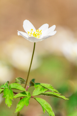 Anemone sylvestris, snowdrop anemone flower, a perennial plant flowering in a detail view.の写真素材
