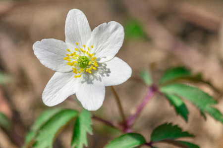 Anemone sylvestris, snowdrop anemone flower, a perennial plant flowering in a detail view.の写真素材