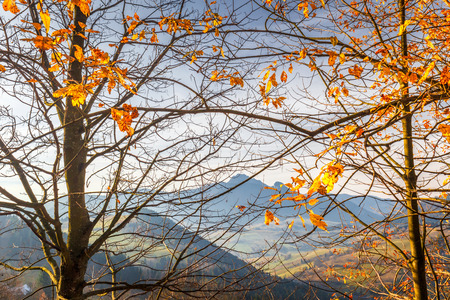 Tree branches in a foreground of autumn landscape with mountains at sunrise.の写真素材