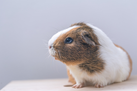Guinea pig, portrait of a domestic cavy on a gray background.の写真素材