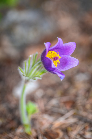 Purple Pulsatilla grandis, pasque flower on a blurred background.の写真素材