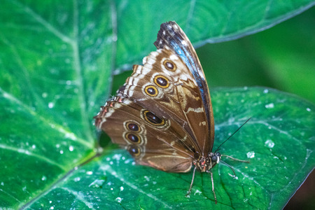 The Peleides Blue Morpho, tropical butterfly on green leaf.