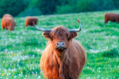 Highland cattle, cow with herd on a grassy meadow, looking into the camera.