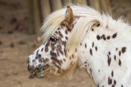 Spotted pony, head profile in close up view.の写真素材