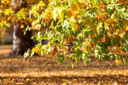 Leaves of tree in an autumn park during a sunny day. Used low depth of field with blurred background.の写真素材