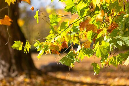 Leaves of tree in an autumn park during a sunny day. Used low depth of field with blurred background.の写真素材